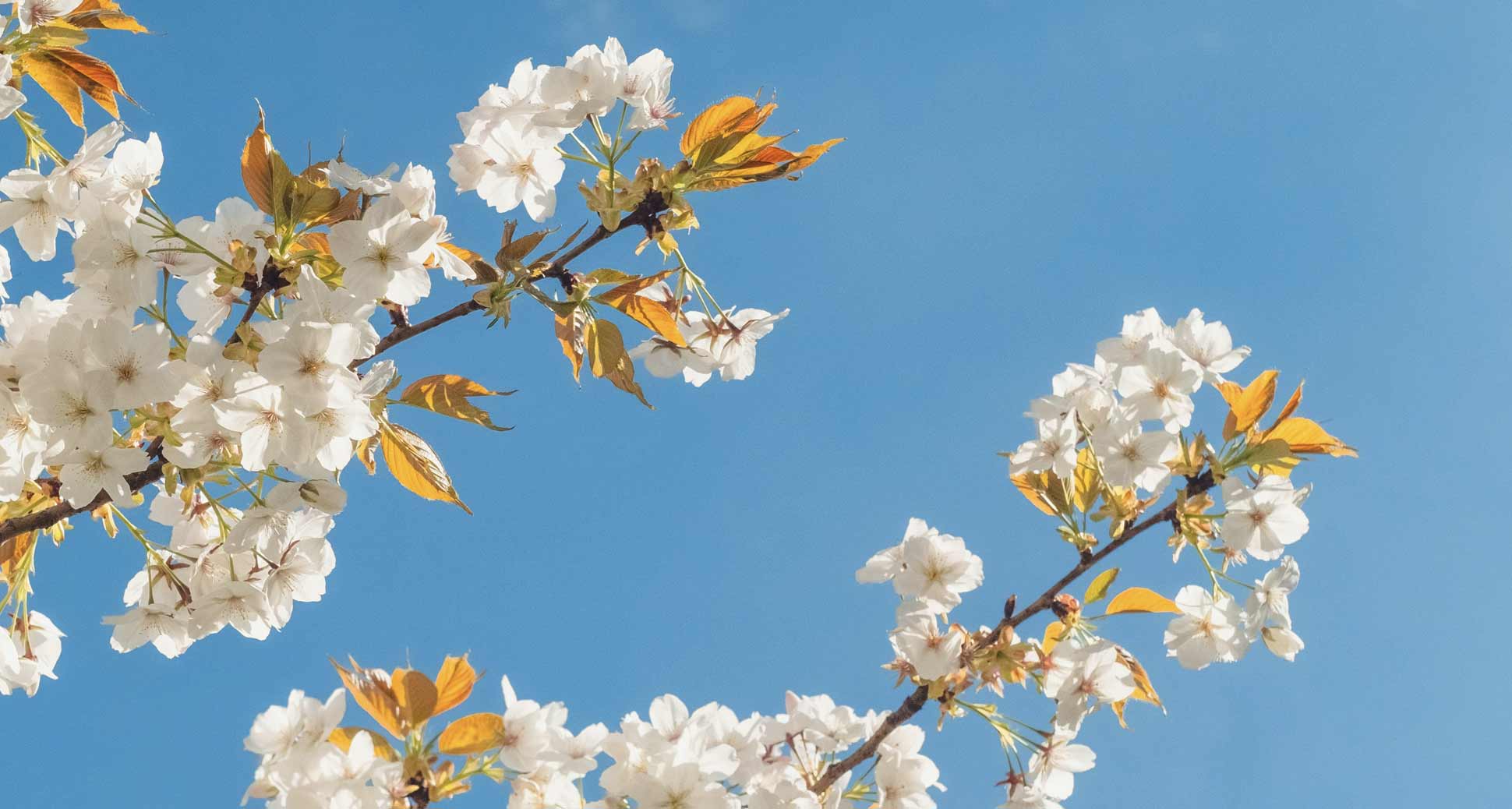 Spring Promotion: $5 Korean Hearty Soup!